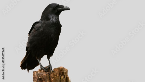 Black raven isolated on white background, crow cutout in empty backdrop