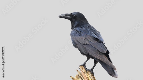 Black raven isolated on white background, crow cutout in empty backdrop
