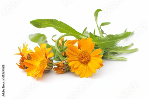 Calendula Isolated on White Background. Beautiful Calendula Flower