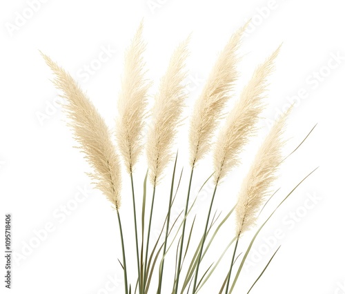 Brown Pampas Grass