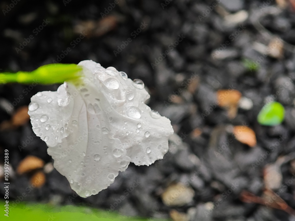 White iris flower with raindrops on petals in the garden. White iris flower with raindrops on petals in the garden.