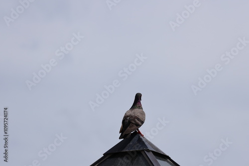 Fotografie close-up rear view single pigeon standing top pointed metal roof structure