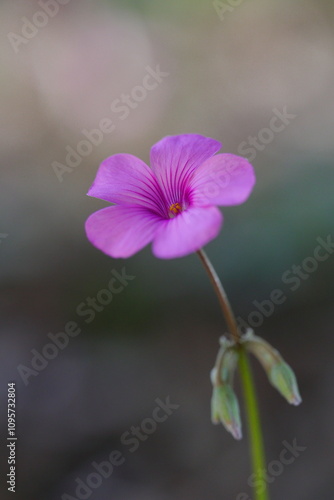 幻想的なピンクのイモカタバミ