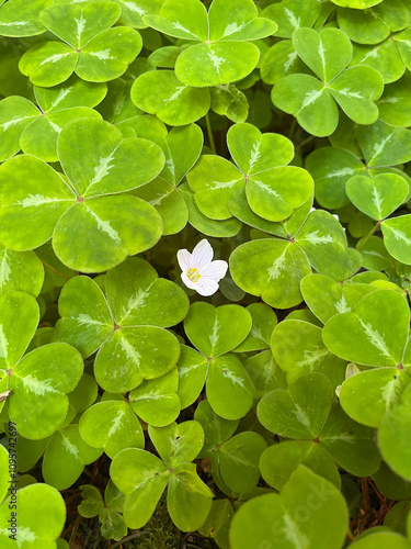 фотографія close up small white flower among green three clover leaves stand out from crowd