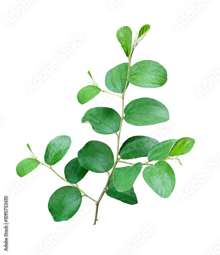 green leaves on a branch, png image, green plant on a branch with leaves, green plant on transparent background