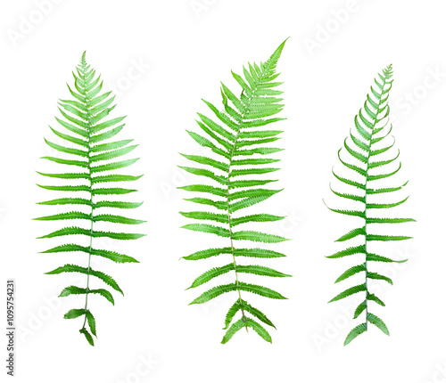 fern leaf photo isolated set , fern leaf bush isolated, green ferns on transparent background, green fern leaves isolated frame on png background, 