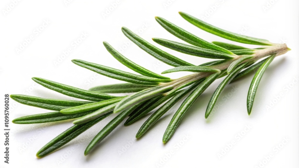 Rosemary leaf herbal spice isolated on white background, rosemary, leaf, herb, herbal, spice, isolated