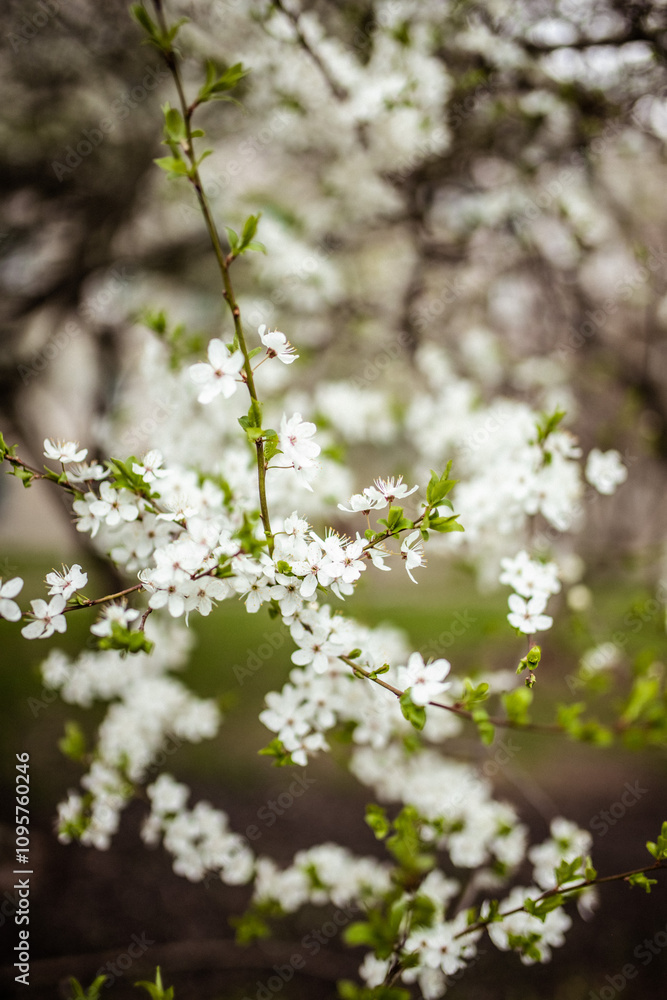 Spring banner, branches of blossoming cherry against background of blue sky and butterflies on nature outdoors. Apricot blossom. Image spring, landscape panorama, copy space. Spring banner, branches of blossoming cherry against background of blue sky and butterflies on nature outdoors. Apricot blossom. Image spring, landscape panorama, copy space.