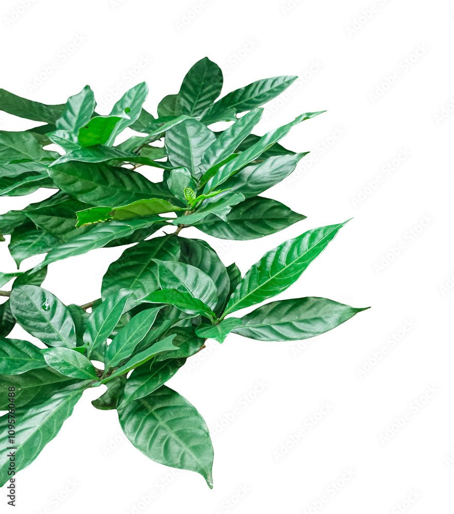 leaves isolated on white, green leaves on a branch with leaves on it, leaves frame on transparent, leaves isolated on white, green leaves on a branch with leaves on it, leaves frame on transparent,