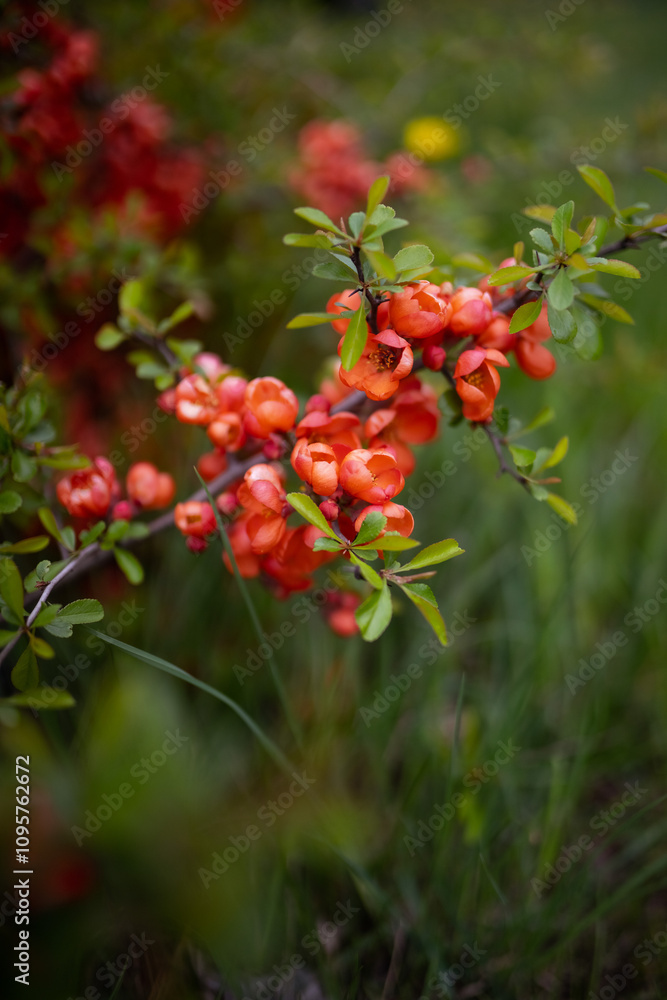 A beautiful bush with lots of red tiny flowers A beautiful bush with lots of red tiny flowers