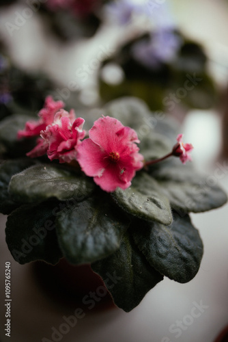 A lot of burgundy and lilac colored blossoming african violet flowers saintpaulia in pot on windowsill, macro close up photo