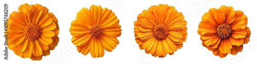 set of A single orange marigold flower, marigold flower, lonely orange marigold flower, bright orange marigold flower, charming orange marigold, an orange flower, marigol, on a transparent backgrounds photo