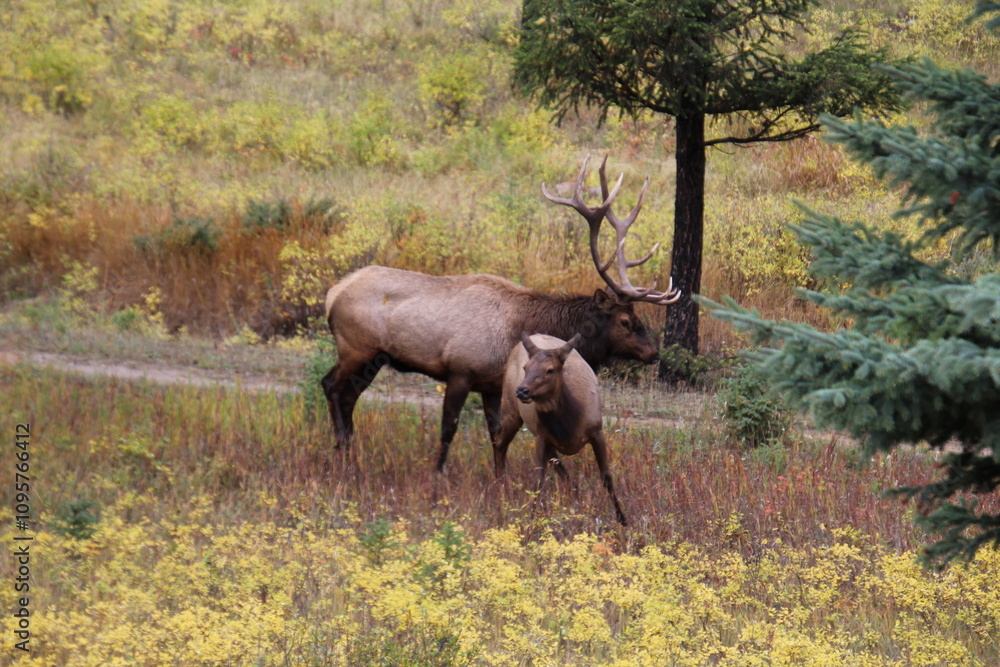 Fototapeta premium Alert Elk, Jasper National Park, Alberta