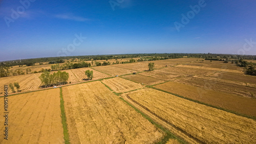 aerial view landscape with block of golden rice field 