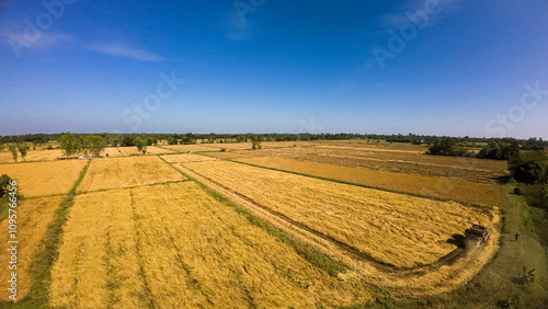 aerial view landscape with a golden rice field