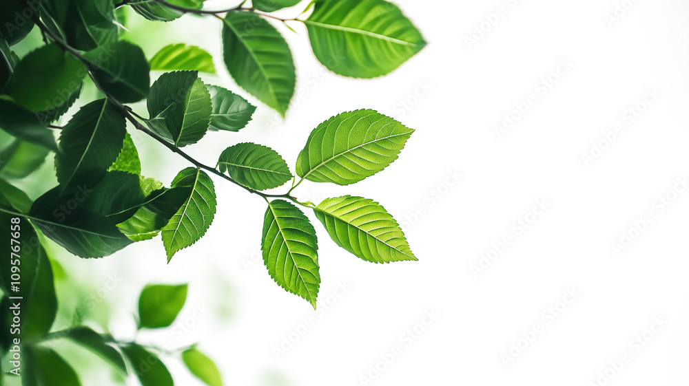 Vibrant green leaves of a deciduous tree branch against a bright white background, showcasing nature's intricate details and fresh vitality. Vibrant green leaves of a deciduous tree branch against a bright white background, showcasing nature's intricate details and fresh vitality.
