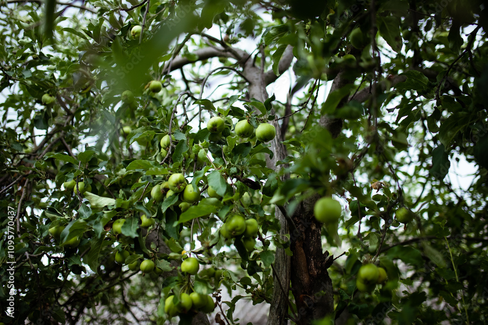 Green apples on the green tree branch. Garden harvest. Green apples on the green tree branch. Garden harvest.