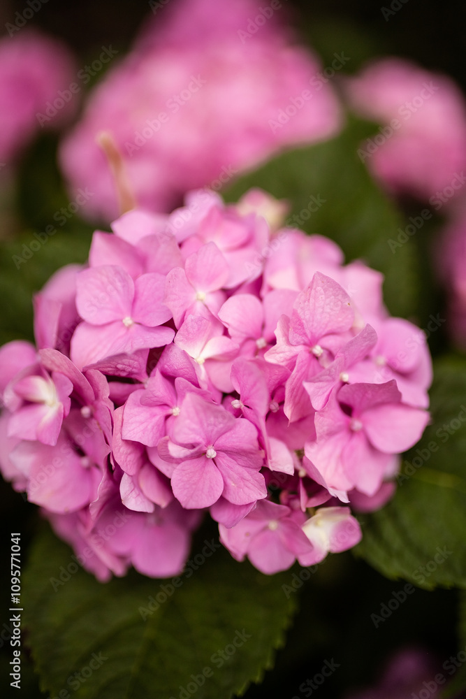 Closeup of a pink hydrangea flowers bush are blooming in spring and summer at sunset in town garden. Closeup of a pink hydrangea flowers bush are blooming in spring and summer at sunset in town garden.