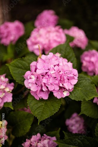 Closeup of a pink hydrangea flowers bush are blooming in spring and summer at sunset in town garden.