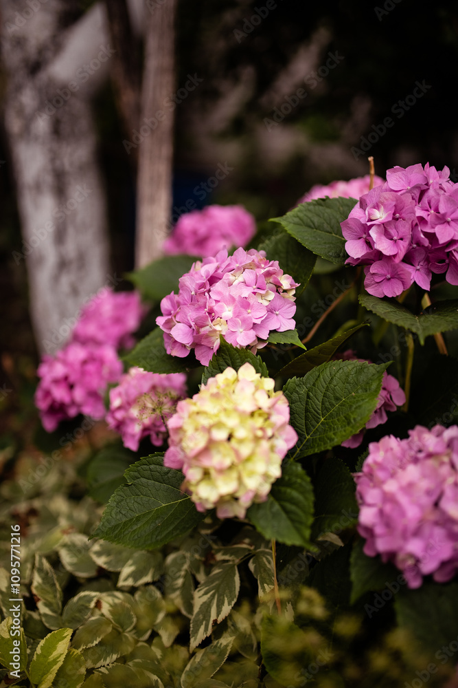 Closeup of a pink hydrangea flowers bush are blooming in spring and summer at sunset in town garden.