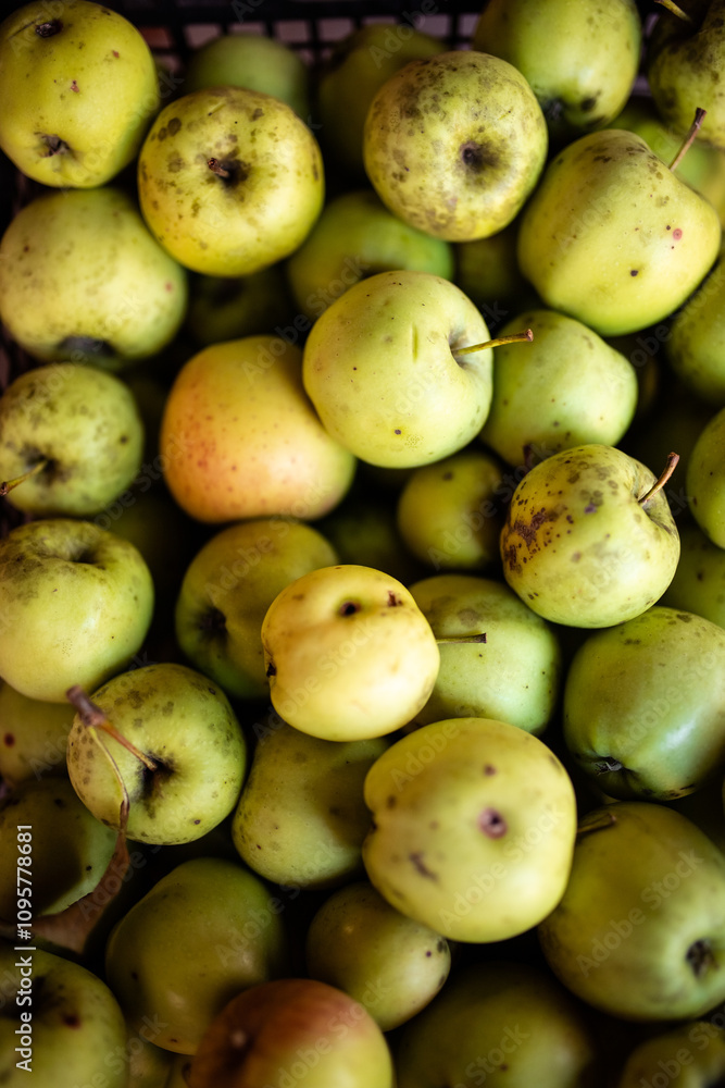 Close up of harvest fresh green and red apples wallpaper Close up of harvest fresh green and red apples wallpaper
