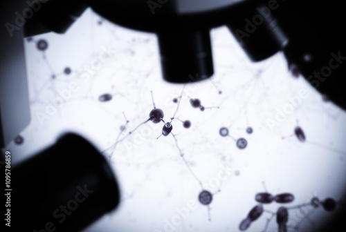 Stereomicroscope A device used for high resolution imaging of th