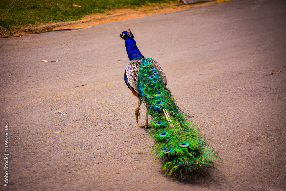 Obraz premium A peacock (Pavo cristatus) displaying vibrant, colorful feathers in full fan. The intricate eye patterns in the plumage create a captivating display, with selective focus on the feathers.