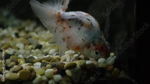 Live action footage of a pearlscale goldfish photo