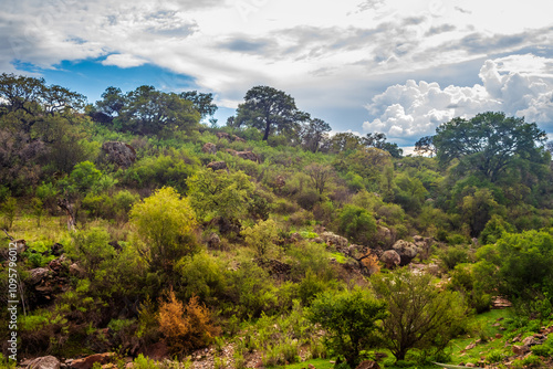 Nature landscape, low deciduous forest, sunny day at Rancho Los Cardos, in Monte Escobedo, Zacatecas