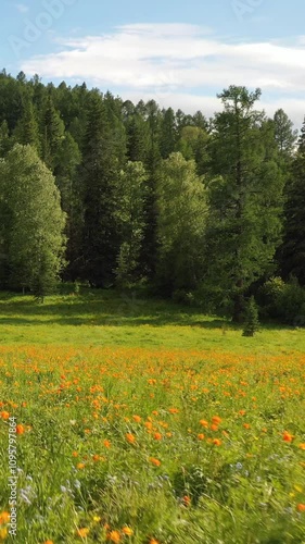 Vertical video of Altai landscape with meadow of Trollius flowers (Asian globeflower). photo