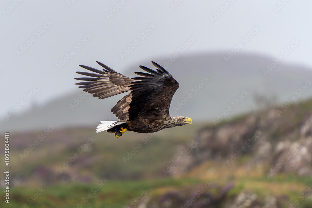 Obraz premium Hunting Sea eagle,