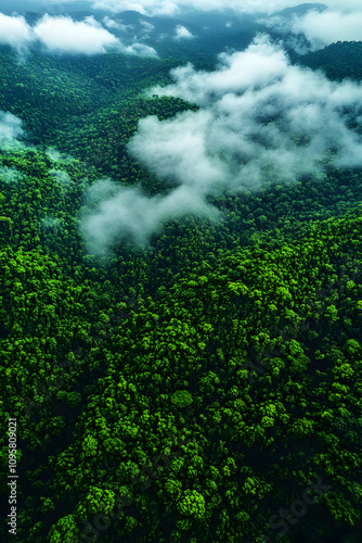 Aerial View Lush Rainforest...