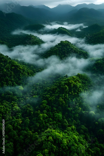Misty Mountain Rainforest A...