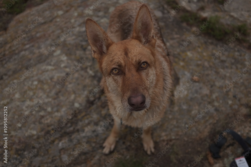 Naklejka premium German shepherd dog