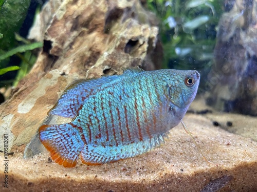 fish in aquarium photo