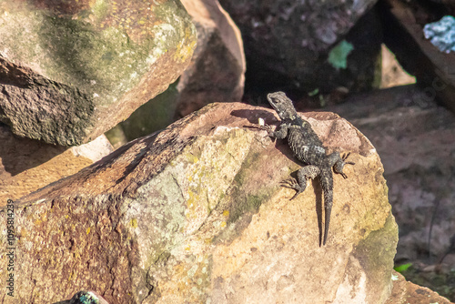 Sceloporus cyanogenys, blue spiny lizard, on a rock in the yard of a house at Rancho Los Cardos in Monte Escobedo, Zacatecas photo