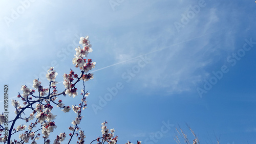 飛行機雲がある青空と春の桜の枝