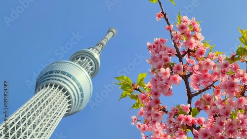 スカイツリーと桜