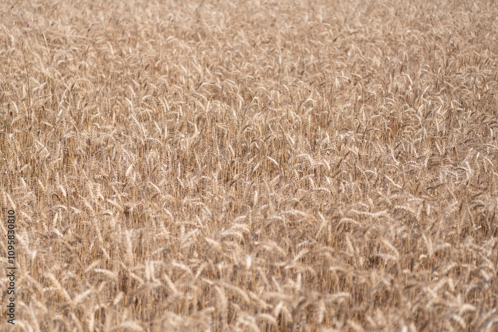 Wheat grain on the spikelet at the field. Ears of rye crop. Agriculture business harvest. Landscape with field of ripe rye in summer. Agriculture barley or rye field. Summer nature. Harvest festival Wheat grain on the spikelet at the field. Ears of rye crop. Agriculture business harvest. Landscape with field of ripe rye in summer. Agriculture barley or rye field. Summer nature. Harvest festival
