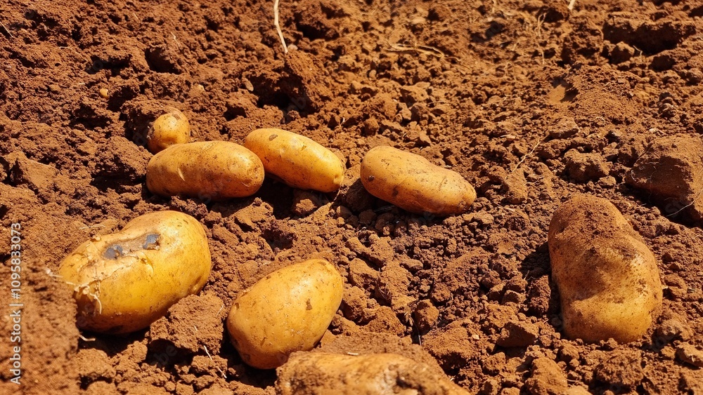 soil fresh potatoes cultivation harvesting ground brown plantaion soil fresh potatoes cultivation harvesting ground brown plantaion