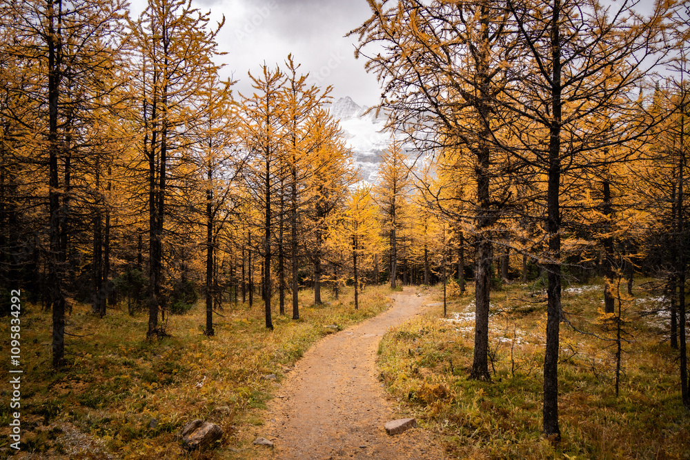 Fototapeta premium a road leading forward in a golden larch forest with snow mountain in the background