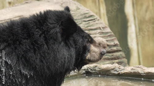 Asiatic black bear sits comfortably in a pool. Close-up video of an Asiatic black bear.