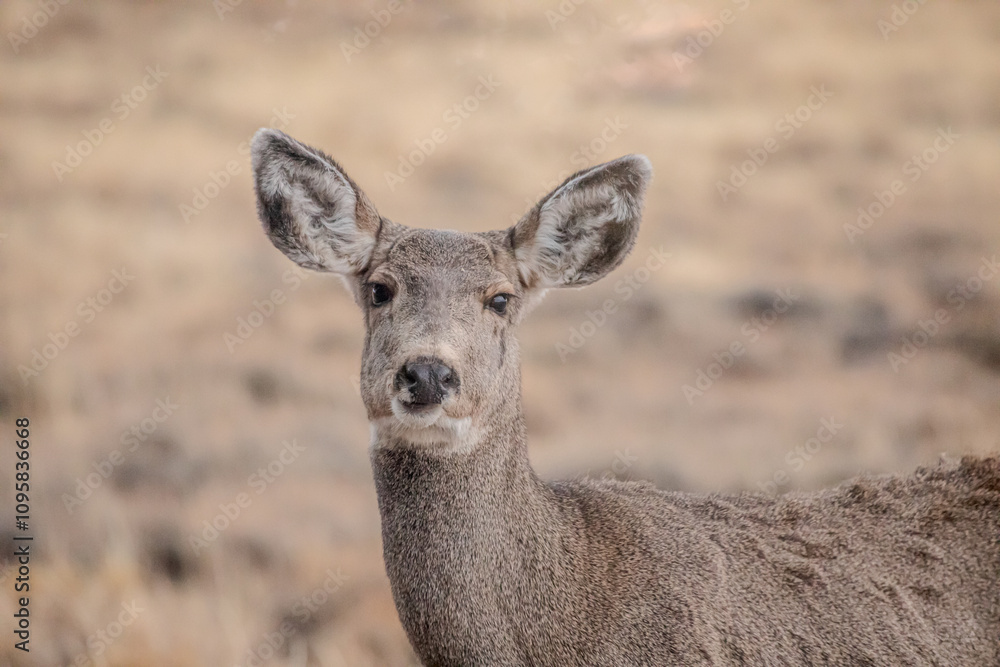 Close up face antelope in Wyoming desert Close up face antelope in Wyoming desert