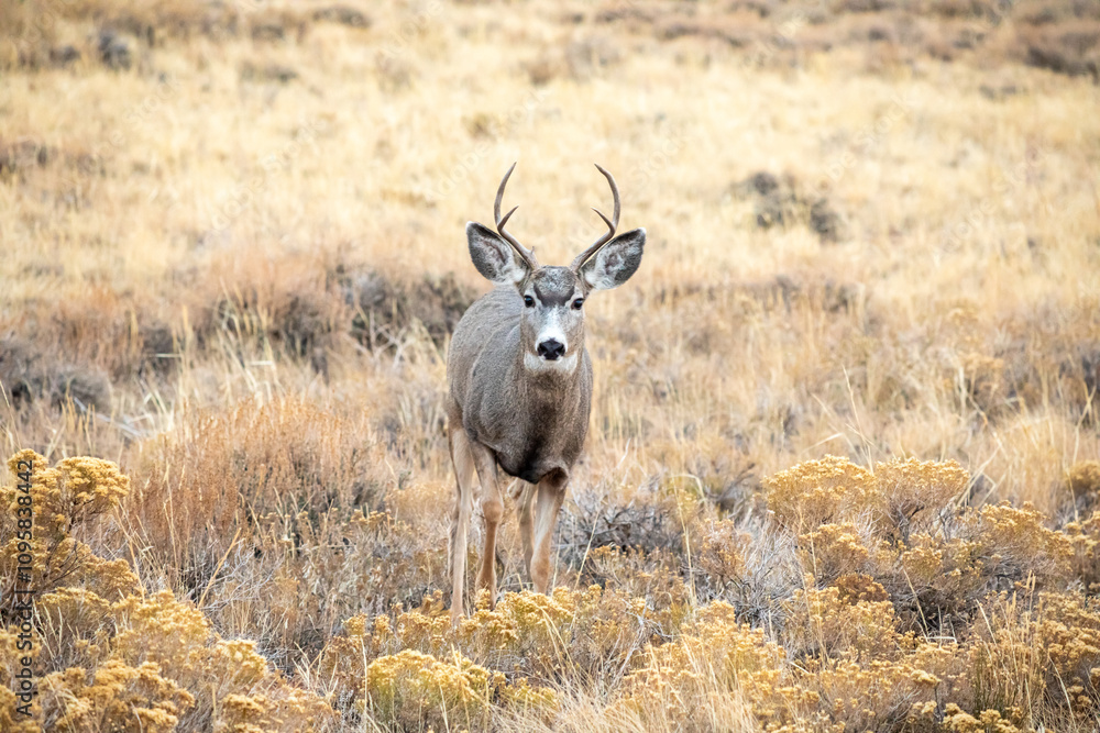 Fototapeta premium Deer front view in the wild prairie of Wyoming