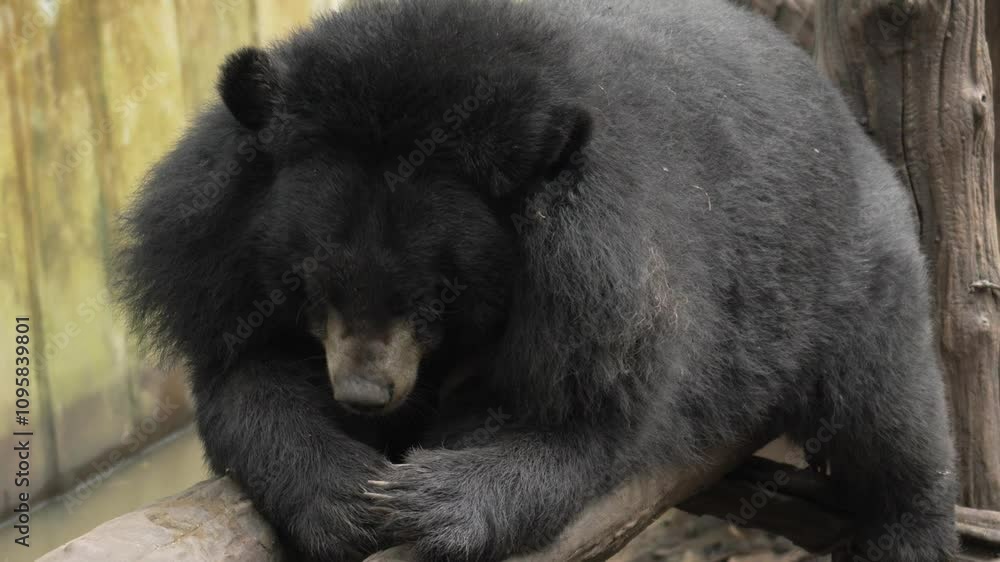 An Asiatic black bear is resting on a log in a wildlife sanctuary. An Asiatic black bear is resting on a log in a wildlife sanctuary.