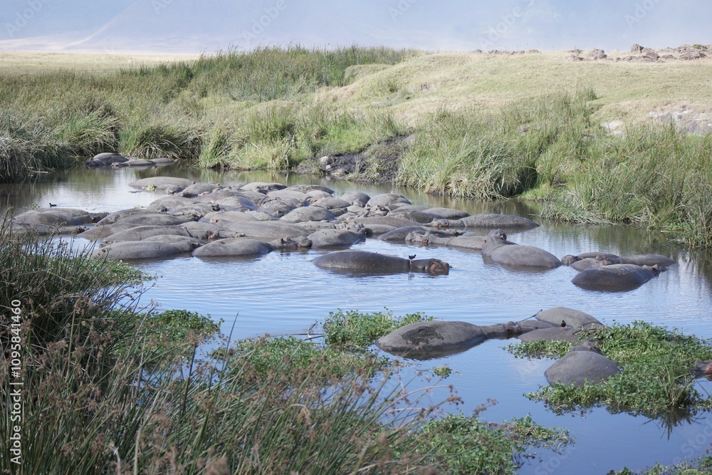 Hippos Resting in a Waterbody Hippos Resting in a Waterbody