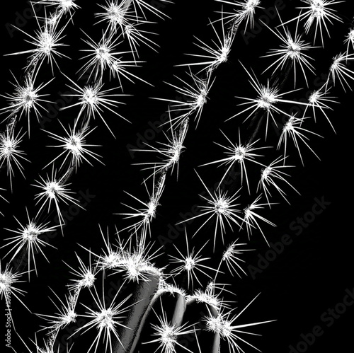 black and white vector image of close up cactus texture photo