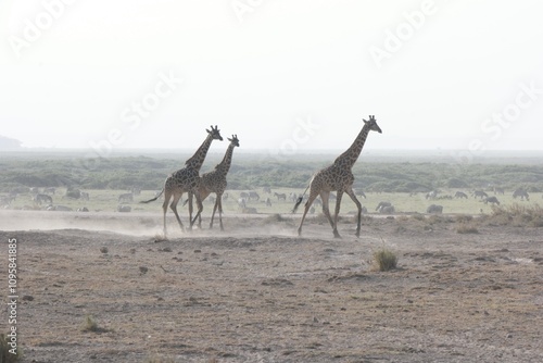 Photography Group of Giraffes Walking in the Savannah