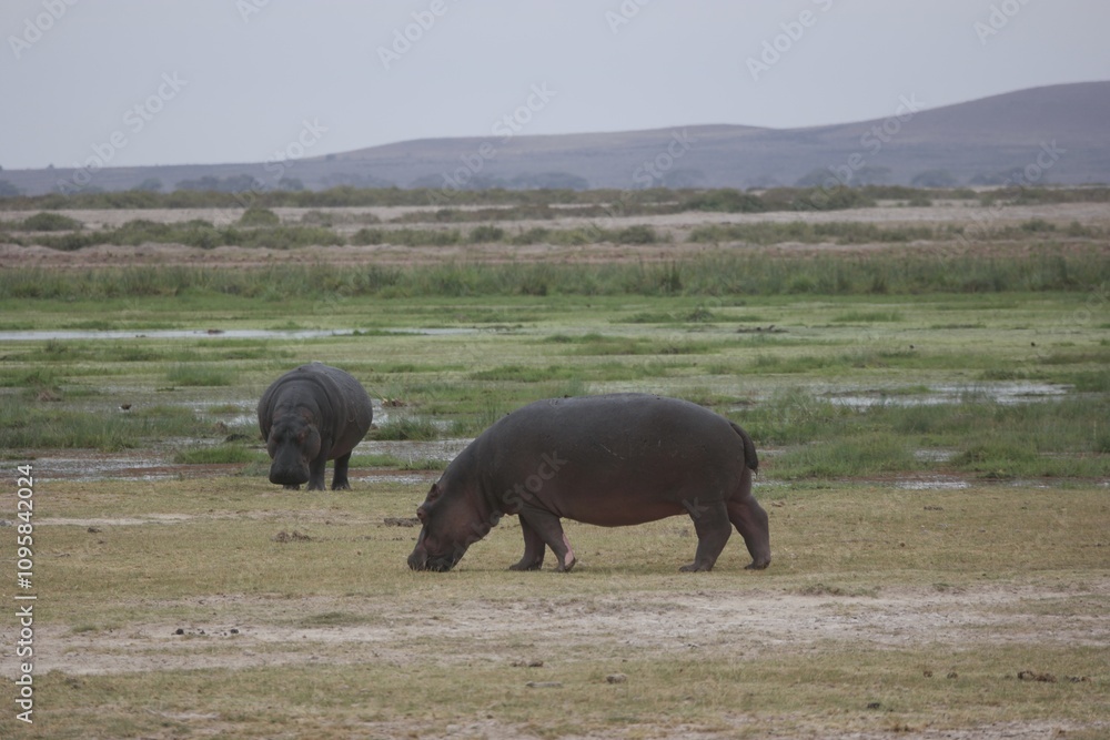 Two Hippopotamuses Grazing in Wetland Two Hippopotamuses Grazing in Wetland