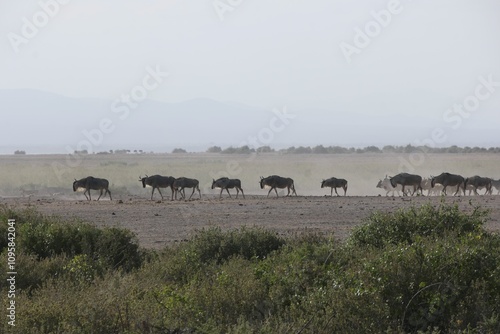 Wildebeest Herd Migrating in Dry Landscape photo